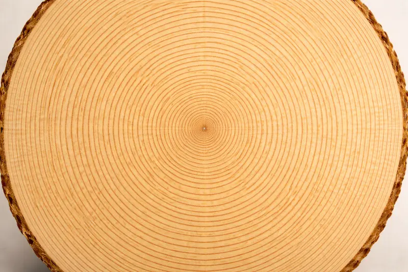 End grain of spruce with visible annual rings